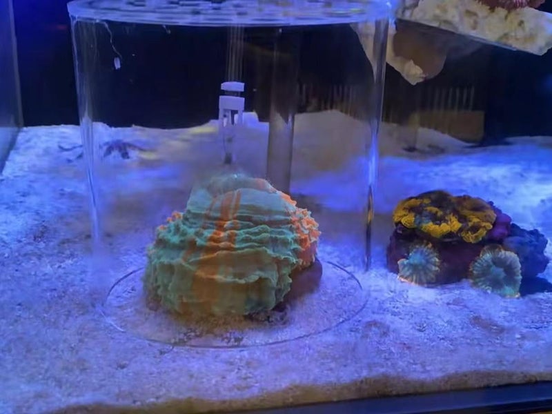 Weramics Acrylic Coral Feeder Cover Reef Feeding Breeding Protection Cover Avoid Corals Food Floating Around - Image 4
